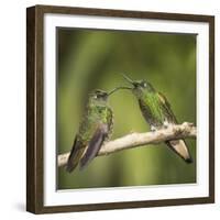 Two Buff-tailed coronet hummingbirds interacting,  Andean montane forest, Ecuador-Mary McDonald-Framed Photographic Print