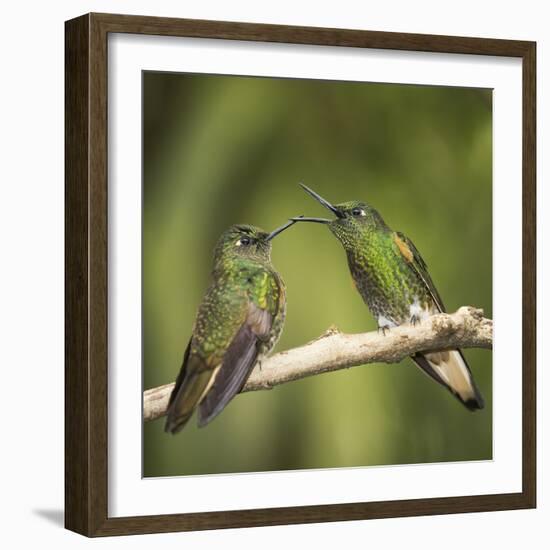 Two Buff-tailed coronet hummingbirds interacting,  Andean montane forest, Ecuador-Mary McDonald-Framed Photographic Print