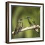 Two Buff-tailed coronet hummingbirds interacting,  Andean montane forest, Ecuador-Mary McDonald-Framed Photographic Print