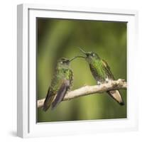 Two Buff-tailed coronet hummingbirds interacting,  Andean montane forest, Ecuador-Mary McDonald-Framed Photographic Print