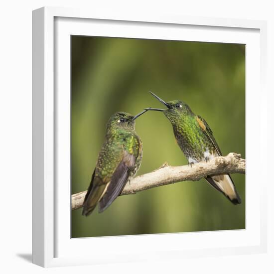 Two Buff-tailed coronet hummingbirds interacting,  Andean montane forest, Ecuador-Mary McDonald-Framed Photographic Print