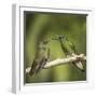 Two Buff-tailed coronet hummingbirds interacting,  Andean montane forest, Ecuador-Mary McDonald-Framed Photographic Print