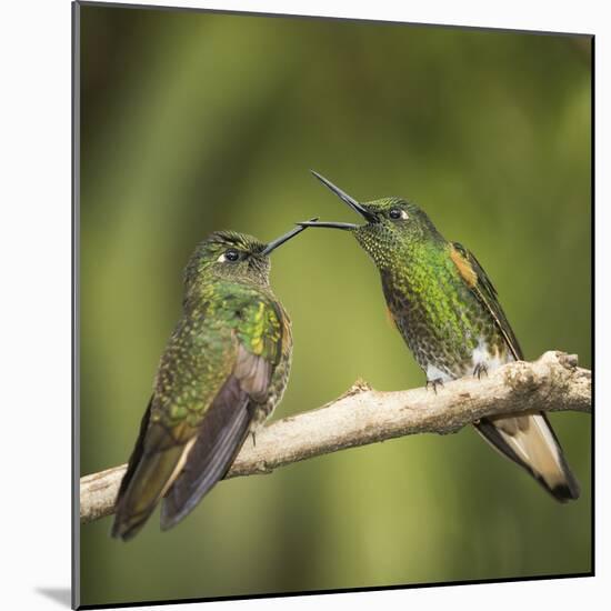 Two Buff-tailed coronet hummingbirds interacting,  Andean montane forest, Ecuador-Mary McDonald-Mounted Photographic Print