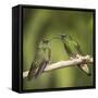 Two Buff-tailed coronet hummingbirds interacting,  Andean montane forest, Ecuador-Mary McDonald-Framed Stretched Canvas