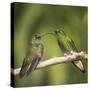 Two Buff-tailed coronet hummingbirds interacting,  Andean montane forest, Ecuador-Mary McDonald-Stretched Canvas