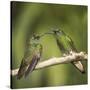 Two Buff-tailed coronet hummingbirds interacting,  Andean montane forest, Ecuador-Mary McDonald-Stretched Canvas