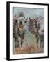 Two Buffaloes-Pol Ledent-Framed Art Print