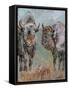 Two Buffaloes-Pol Ledent-Framed Stretched Canvas