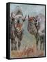 Two Buffaloes-Pol Ledent-Framed Stretched Canvas