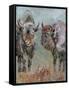 Two Buffaloes-Pol Ledent-Framed Stretched Canvas