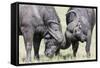 Two Bull African Buffalo Head Butting in a Duel, Maasai Mara, Kenya-Martin Zwick-Framed Stretched Canvas