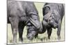 Two Bull African Buffalo Head Butting in a Duel, Maasai Mara, Kenya-Martin Zwick-Mounted Photographic Print