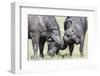 Two Bull African Buffalo Head Butting in a Duel, Maasai Mara, Kenya-Martin Zwick-Framed Photographic Print