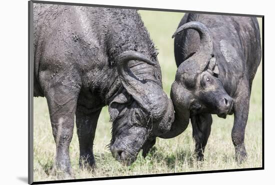 Two Bull African Buffalo Head Butting in a Duel, Maasai Mara, Kenya-Martin Zwick-Mounted Photographic Print