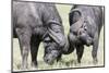 Two Bull African Buffalo Head Butting in a Duel, Maasai Mara, Kenya-Martin Zwick-Mounted Photographic Print