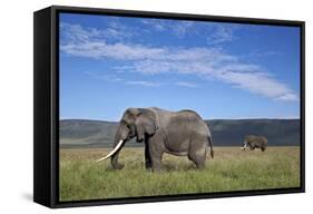 Two Bull African Elephant (Loxodonta Africana)-James Hager-Framed Stretched Canvas