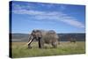 Two Bull African Elephant (Loxodonta Africana)-James Hager-Stretched Canvas