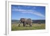 Two Bull African Elephant (Loxodonta Africana)-James Hager-Framed Photographic Print