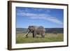 Two Bull African Elephant (Loxodonta Africana)-James Hager-Framed Photographic Print