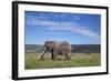 Two Bull African Elephant (Loxodonta Africana)-James Hager-Framed Photographic Print