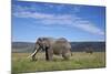 Two Bull African Elephant (Loxodonta Africana)-James Hager-Mounted Photographic Print