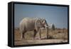 Two Bull Elephants in Etosha National Park, Namibia-Alex Saberi-Framed Stretched Canvas