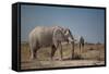 Two Bull Elephants in Etosha National Park, Namibia-Alex Saberi-Framed Stretched Canvas