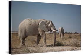 Two Bull Elephants in Etosha National Park, Namibia-Alex Saberi-Stretched Canvas