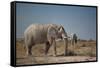 Two Bull Elephants in Etosha National Park, Namibia-Alex Saberi-Framed Stretched Canvas