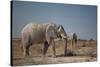 Two Bull Elephants in Etosha National Park, Namibia-Alex Saberi-Stretched Canvas