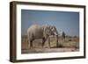 Two Bull Elephants in Etosha National Park, Namibia-Alex Saberi-Framed Photographic Print