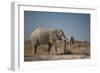 Two Bull Elephants in Etosha National Park, Namibia-Alex Saberi-Framed Photographic Print