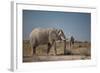 Two Bull Elephants in Etosha National Park, Namibia-Alex Saberi-Framed Photographic Print