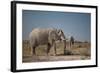 Two Bull Elephants in Etosha National Park, Namibia-Alex Saberi-Framed Photographic Print