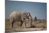 Two Bull Elephants in Etosha National Park, Namibia-Alex Saberi-Mounted Photographic Print