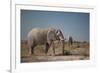 Two Bull Elephants in Etosha National Park, Namibia-Alex Saberi-Framed Photographic Print