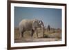 Two Bull Elephants in Etosha National Park, Namibia-Alex Saberi-Framed Photographic Print