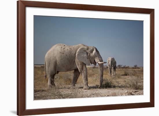 Two Bull Elephants in Etosha National Park, Namibia-Alex Saberi-Framed Photographic Print