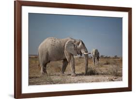 Two Bull Elephants in Etosha National Park, Namibia-Alex Saberi-Framed Photographic Print