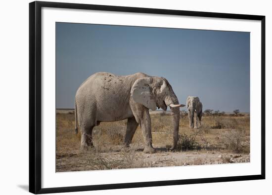 Two Bull Elephants in Etosha National Park, Namibia-Alex Saberi-Framed Photographic Print