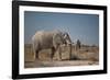 Two Bull Elephants in Etosha National Park, Namibia-Alex Saberi-Framed Photographic Print