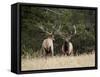 Two Bull Elk (Cervus Canadensis) Facing Off During the Rut, Jasper National Park, Alberta, Canada-James Hager-Framed Stretched Canvas