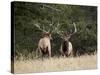 Two Bull Elk (Cervus Canadensis) Facing Off During the Rut, Jasper National Park, Alberta, Canada-James Hager-Stretched Canvas