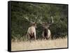 Two Bull Elk (Cervus Canadensis) Facing Off During the Rut, Jasper National Park, Alberta, Canada-James Hager-Framed Stretched Canvas