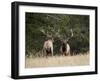 Two Bull Elk (Cervus Canadensis) Facing Off During the Rut, Jasper National Park, Alberta, Canada-James Hager-Framed Photographic Print