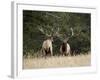 Two Bull Elk (Cervus Canadensis) Facing Off During the Rut, Jasper National Park, Alberta, Canada-James Hager-Framed Photographic Print