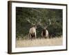 Two Bull Elk (Cervus Canadensis) Facing Off During the Rut, Jasper National Park, Alberta, Canada-James Hager-Framed Photographic Print