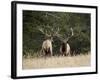 Two Bull Elk (Cervus Canadensis) Facing Off During the Rut, Jasper National Park, Alberta, Canada-James Hager-Framed Photographic Print