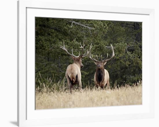 Two Bull Elk (Cervus Canadensis) Facing Off During the Rut, Jasper National Park, Alberta, Canada-James Hager-Framed Photographic Print