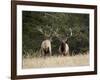 Two Bull Elk (Cervus Canadensis) Facing Off During the Rut, Jasper National Park, Alberta, Canada-James Hager-Framed Photographic Print